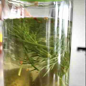 Dill Pickle Vodka
